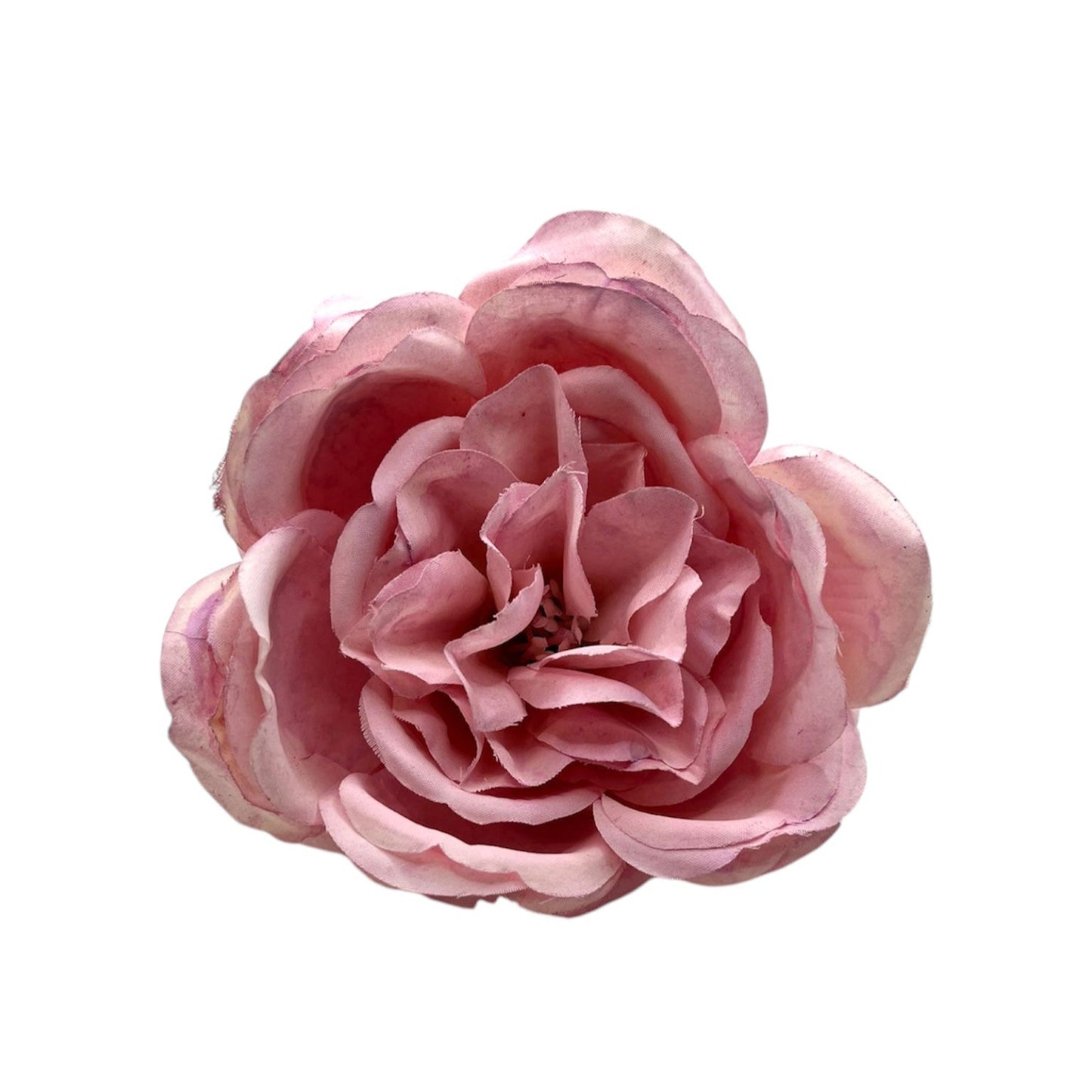 Peonia lactiflora