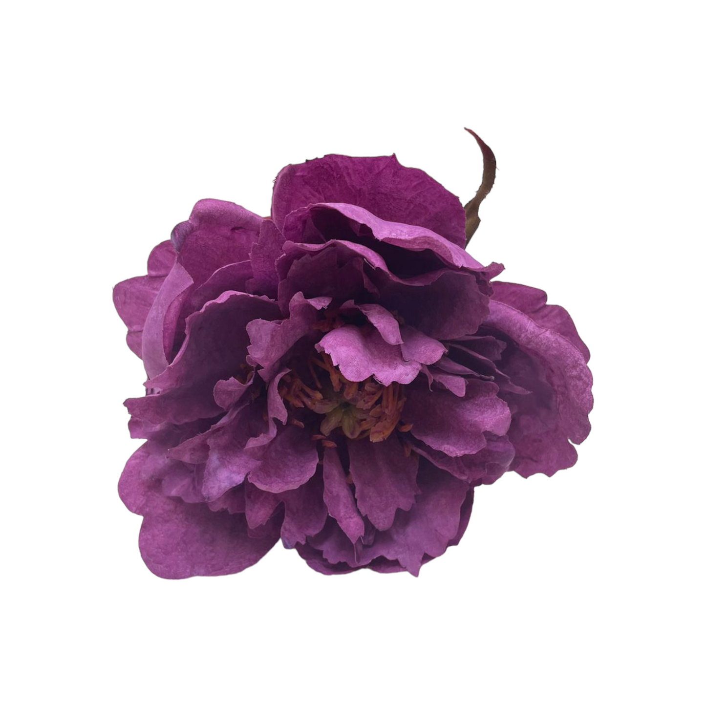Peonia Gilbert Grande
