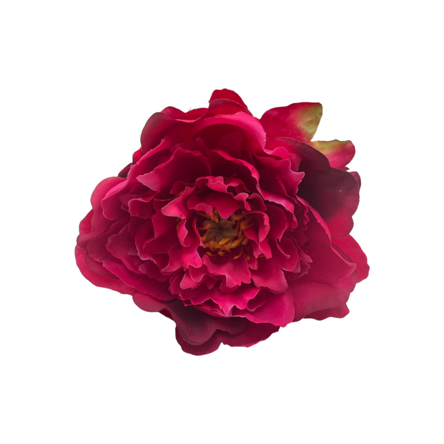 Peonia Gilbert Grande