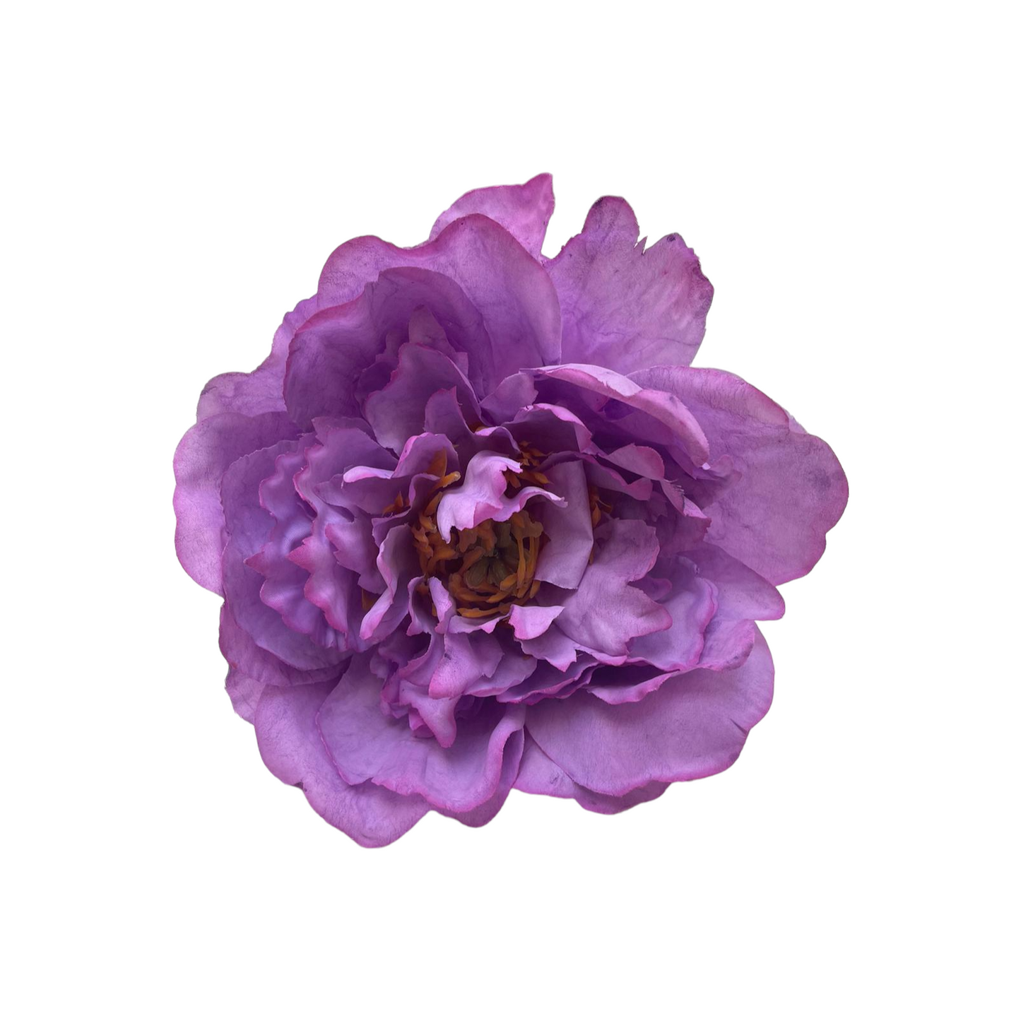 Peonia Gilbert Grande