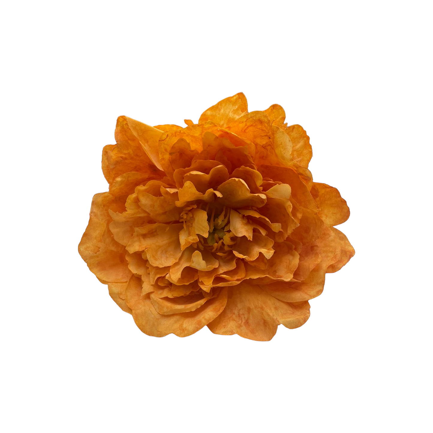 Peonia Gilbert Grande