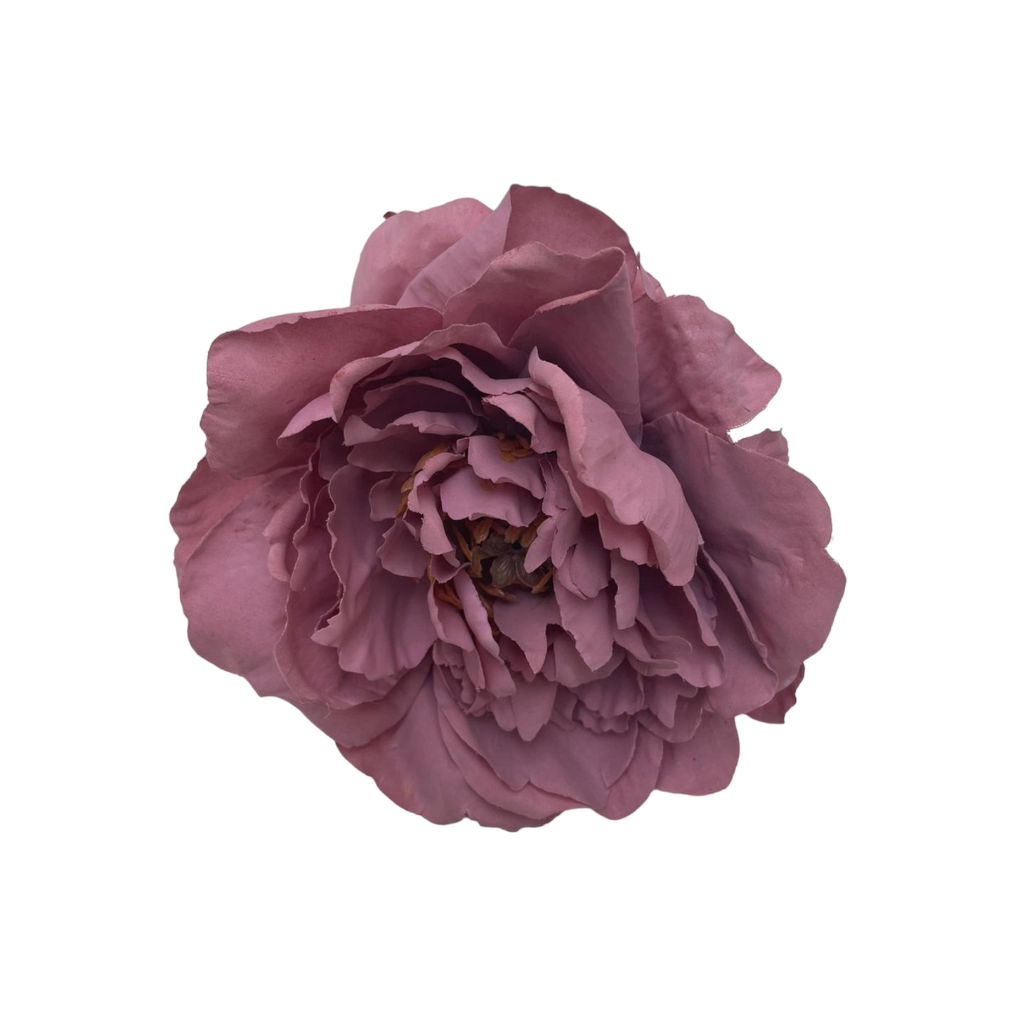 Peonia Gilbert Grande
