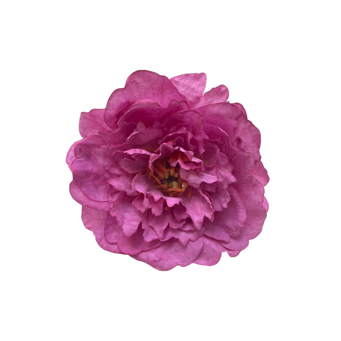Peonia Gilbert Grande
