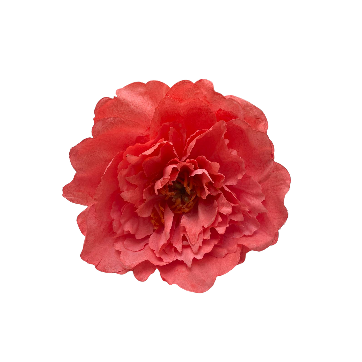 Peonia Gilbert Grande