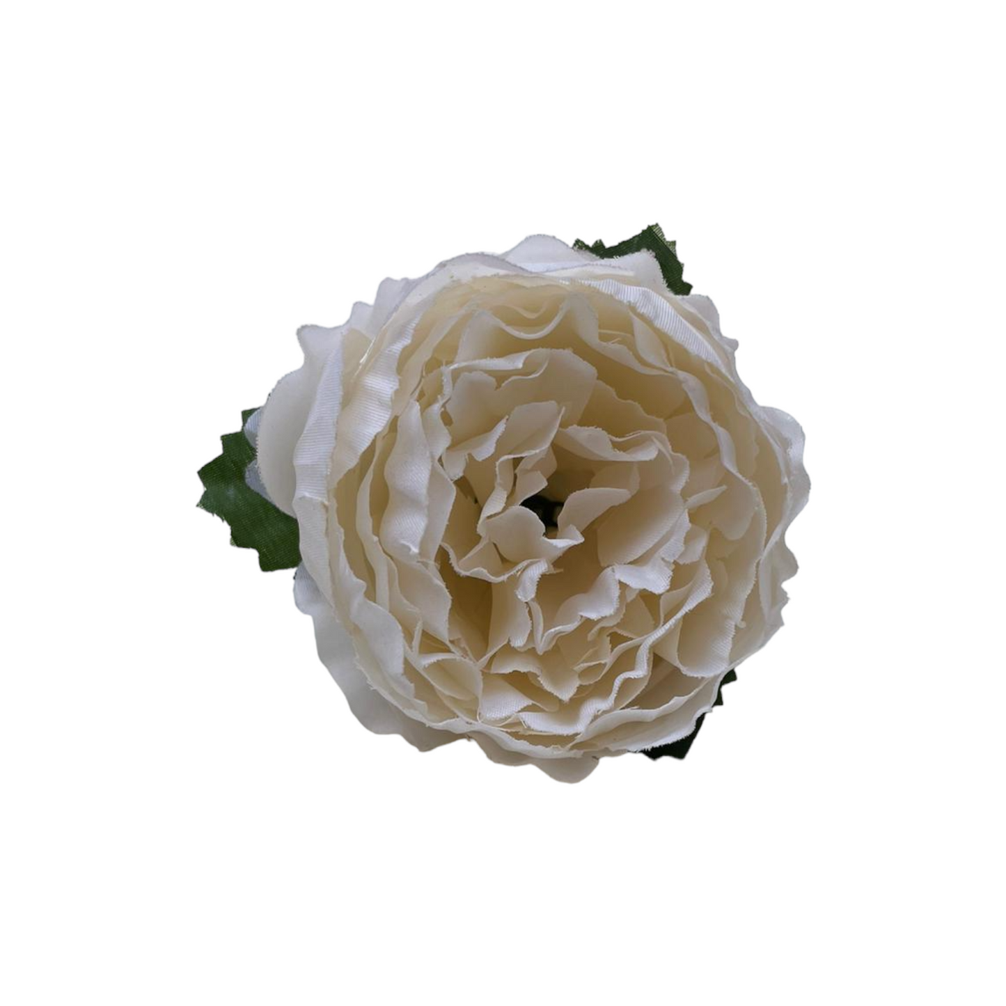 Peonia Charm