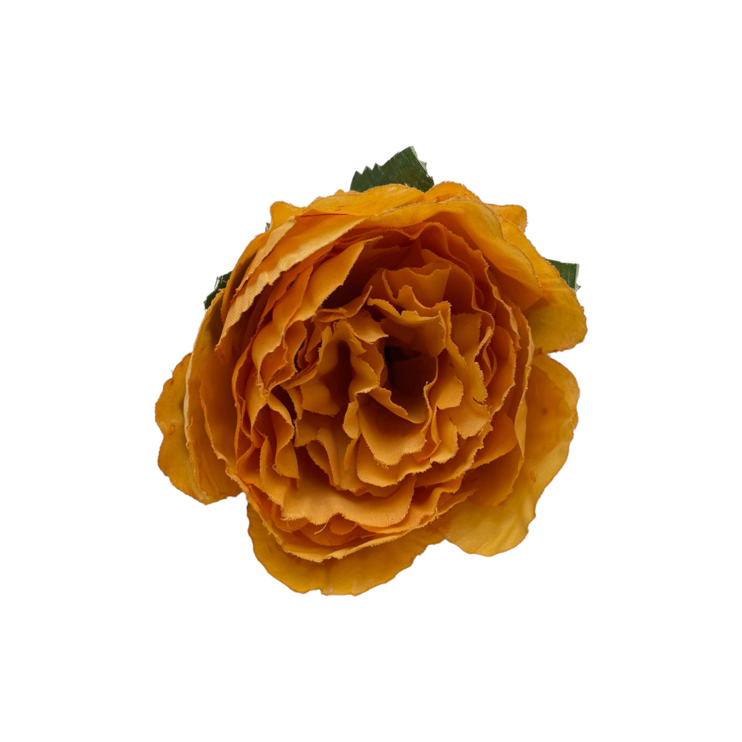 Peonia Charm