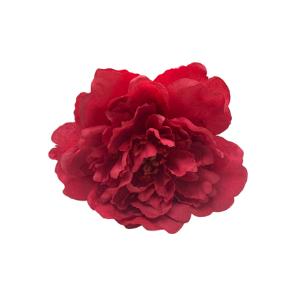 Peonia Gilbert Grande