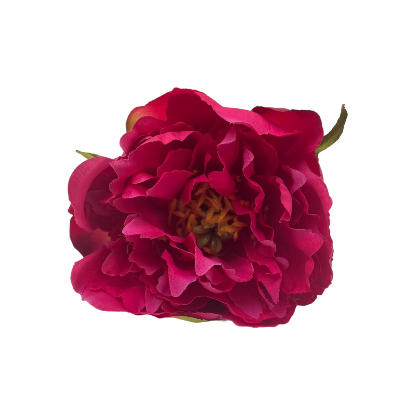 Peonia Gilbert Mediana