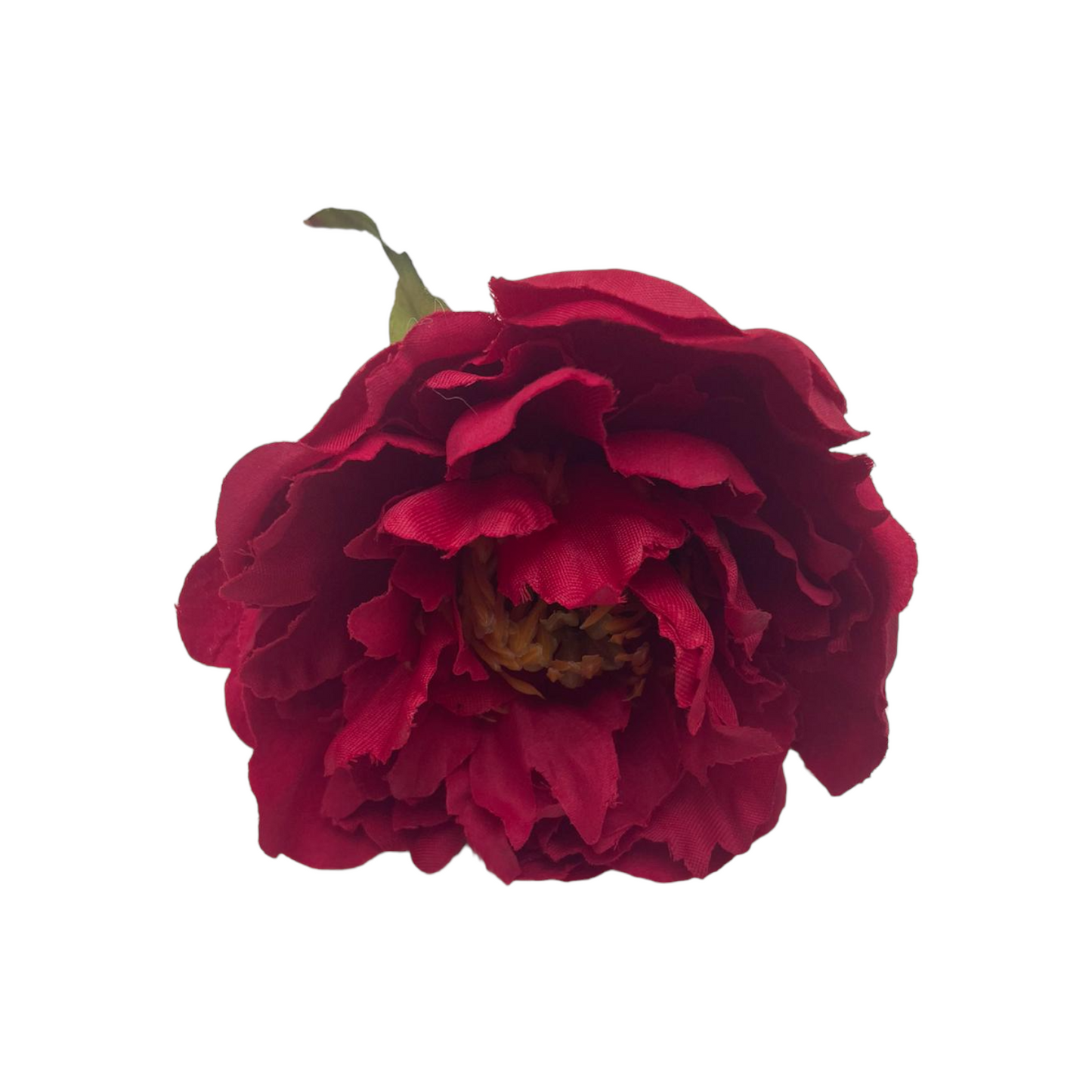 Peonia Gilbert Mediana